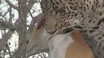 Dog Escapes From Leopard