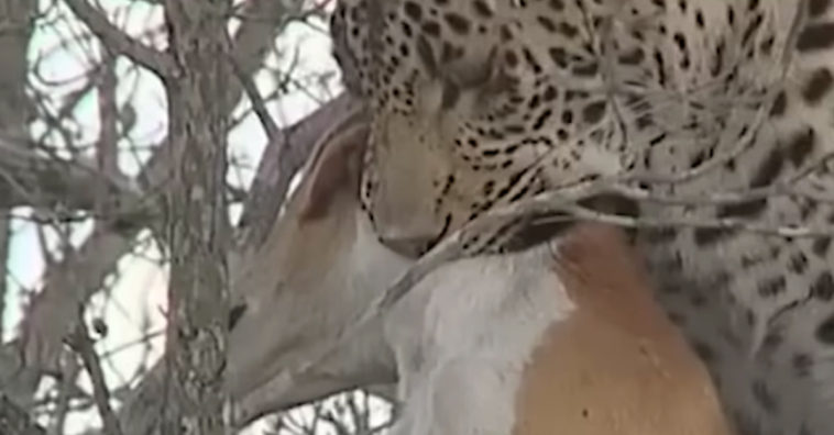 Dog Escapes From Leopard